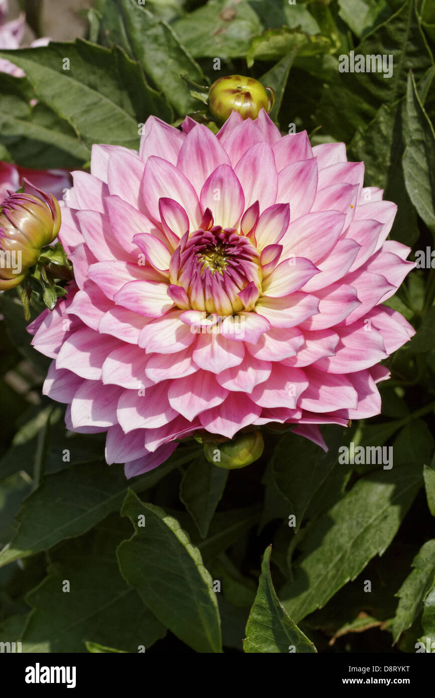 Bellini gallery hires stock photography and images Alamy