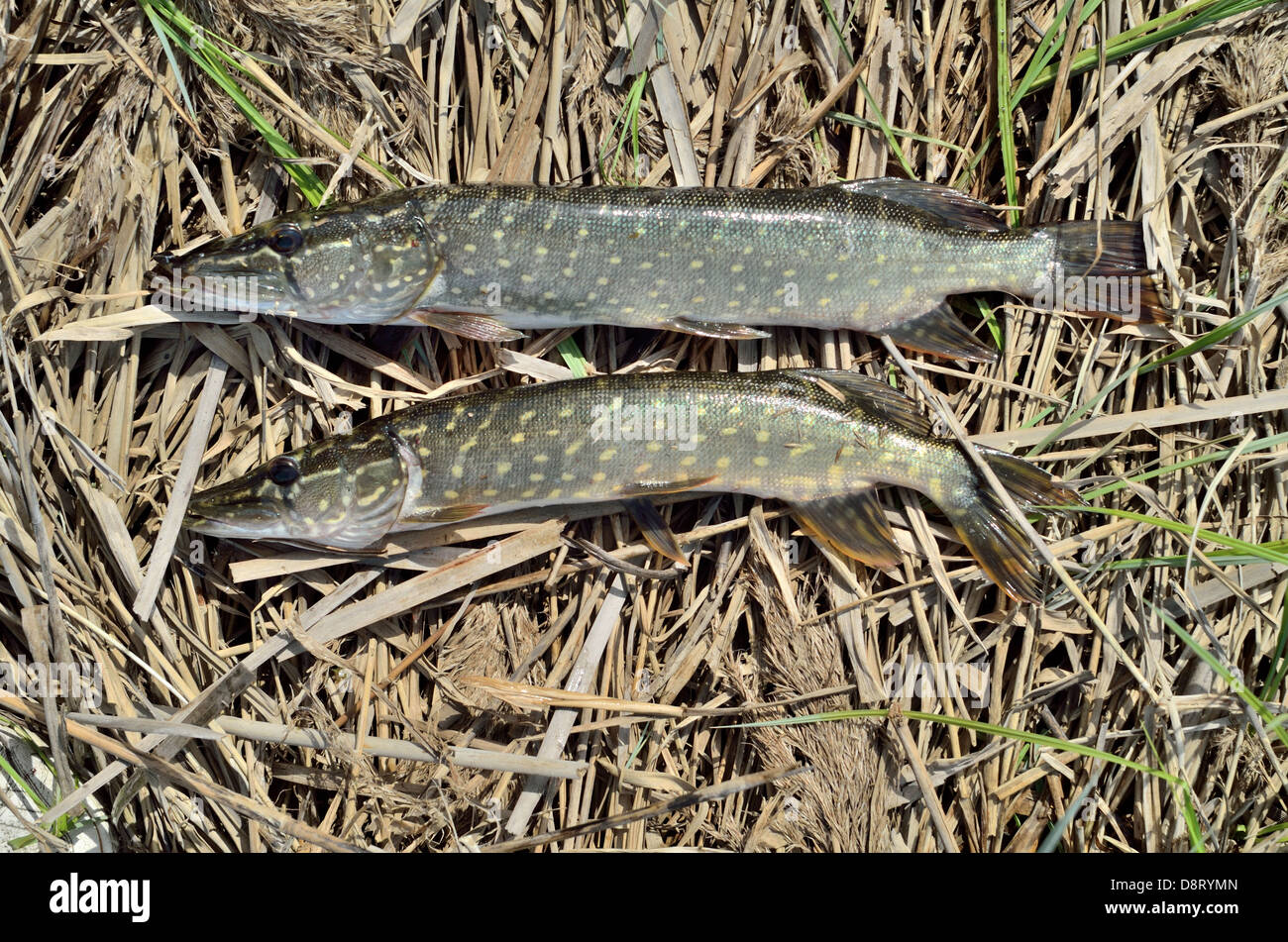 fish on a background of bulrush Stock Photo - Alamy