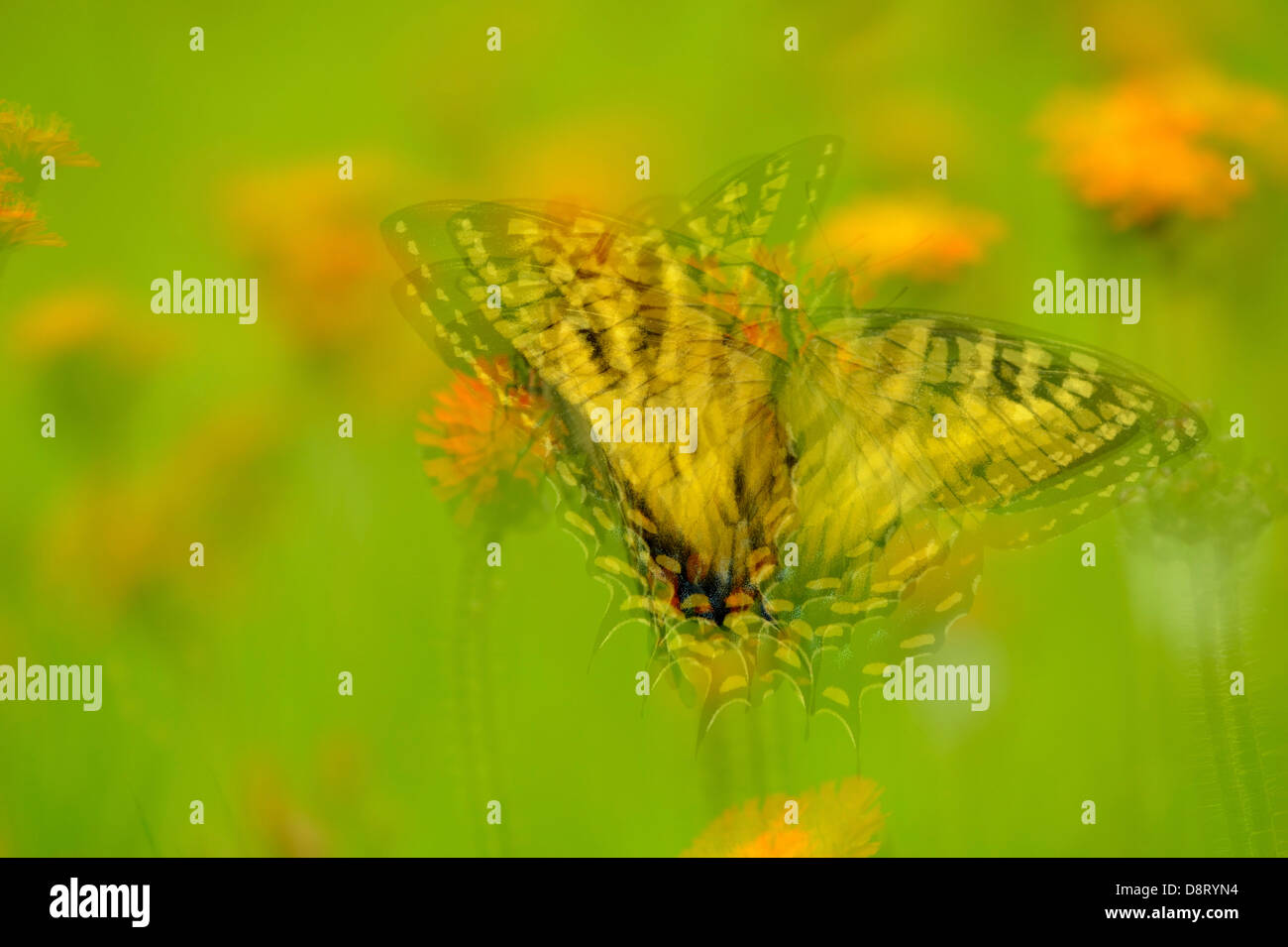 Wildflowers field butterflies hi-res stock photography and images - Alamy