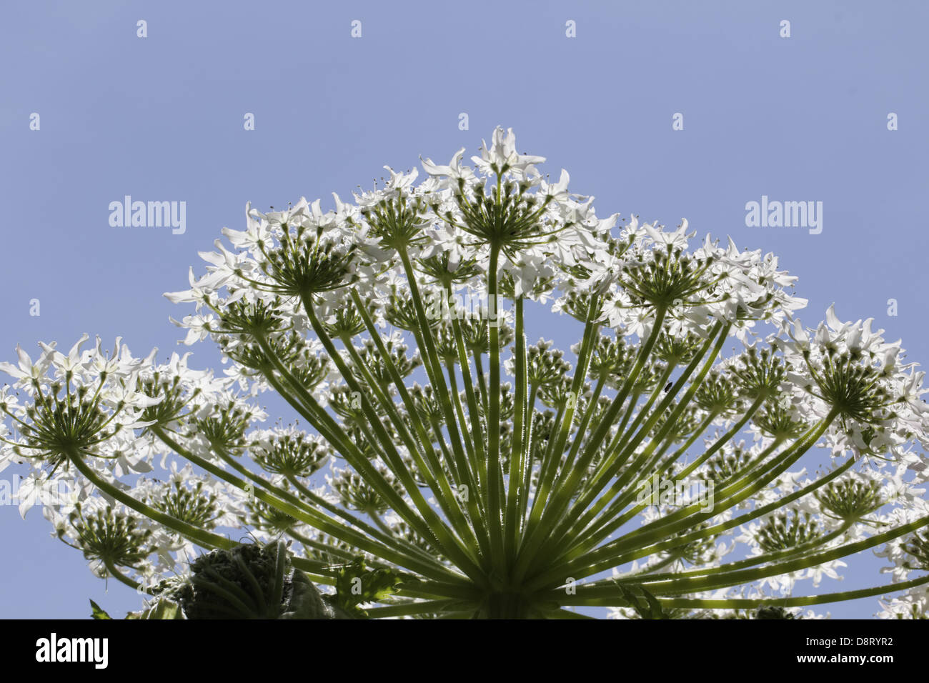 Heracleum lehmannianum, Hogweed Stock Photo