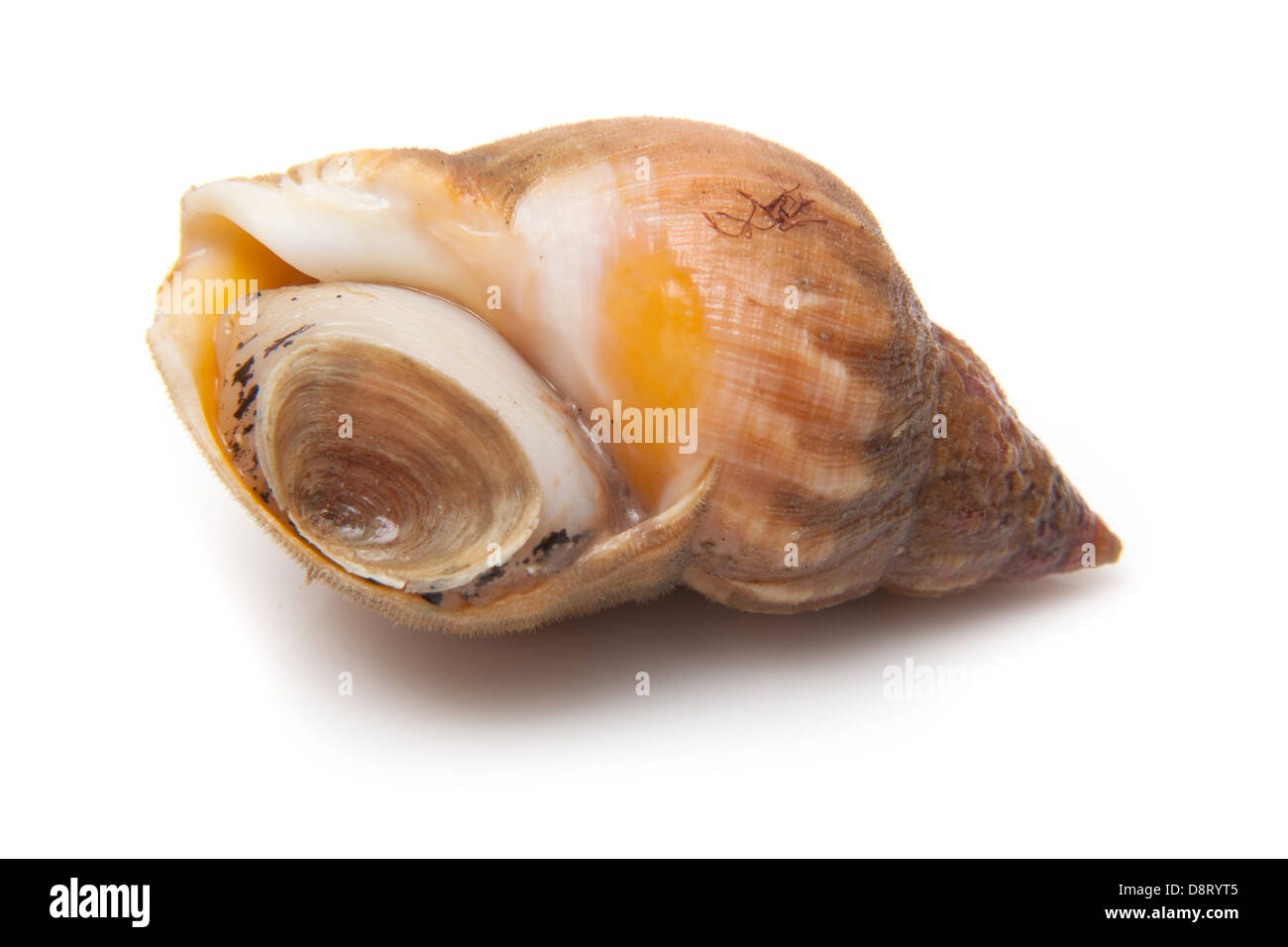 Common whelk or sea snail isolated on a white studio background. Stock Photo