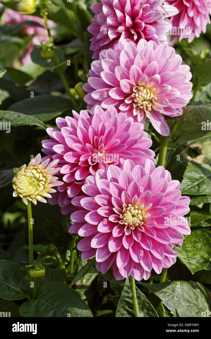 Dahlia Gallery Rembrandt Decorative Dahlia Stock Photo Alamy