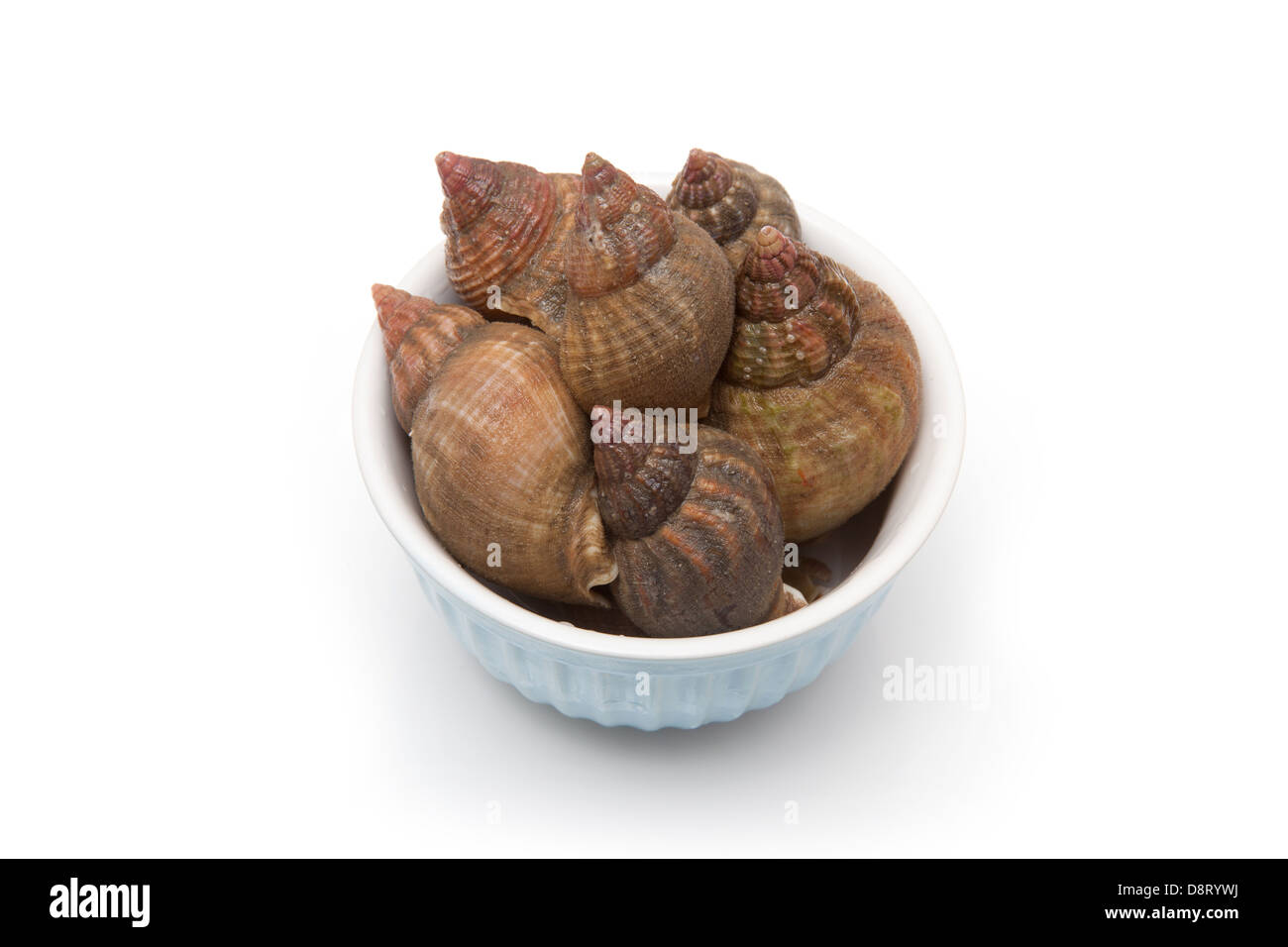 Bowl of raw common whelks or sea snails isolated on a white studio background. Stock Photo