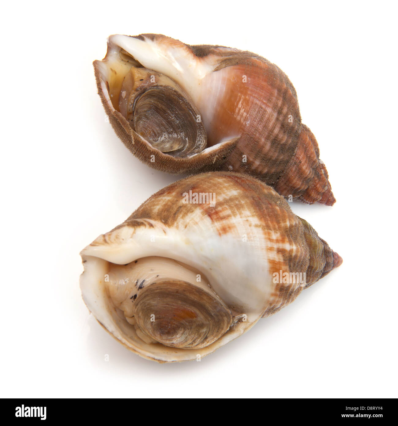 Common whelks or sea snails isolated on a white studio background. Stock Photo