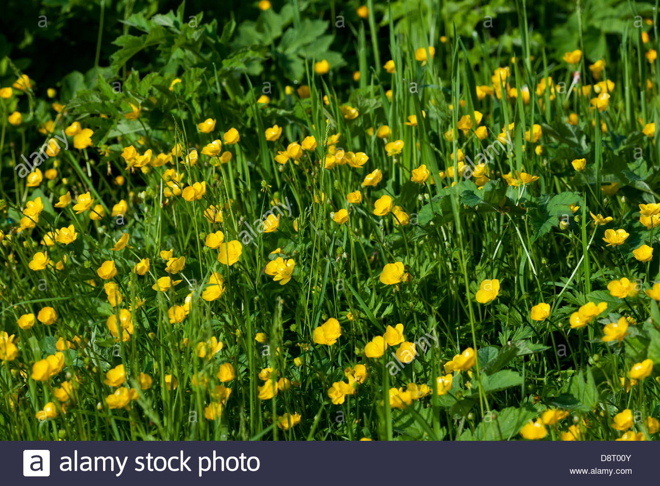 Buttercup Plant Stock Photos & Buttercup Plant Stock Images Alamy