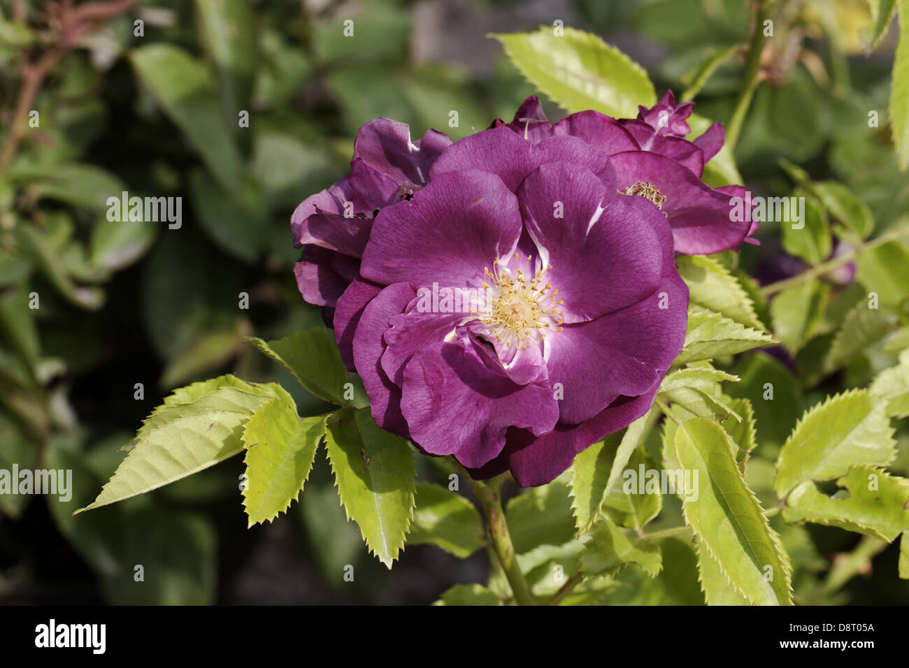Rosa Rhapsody in Blue, Polyantha rose Stock Photo