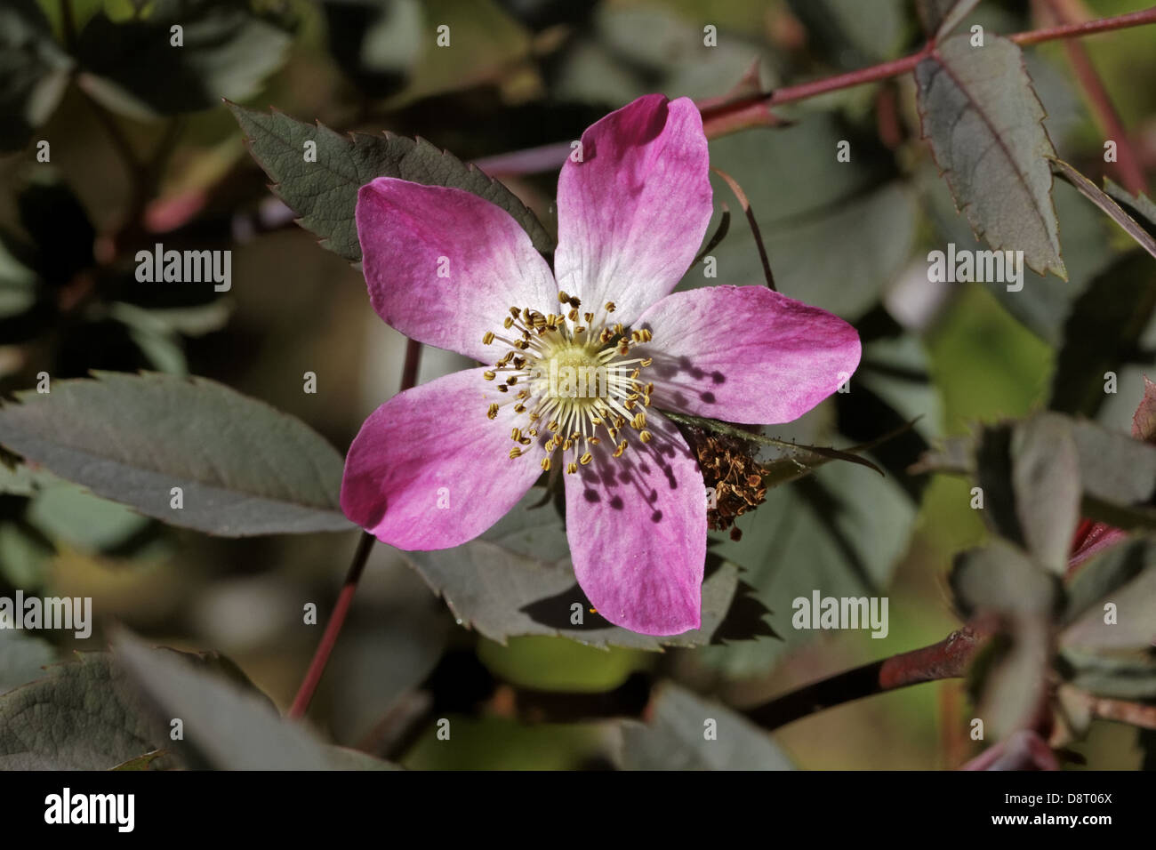 Rosa glauca, Red-leaved Rose, Redleaf Rose Stock Photo - Alamy