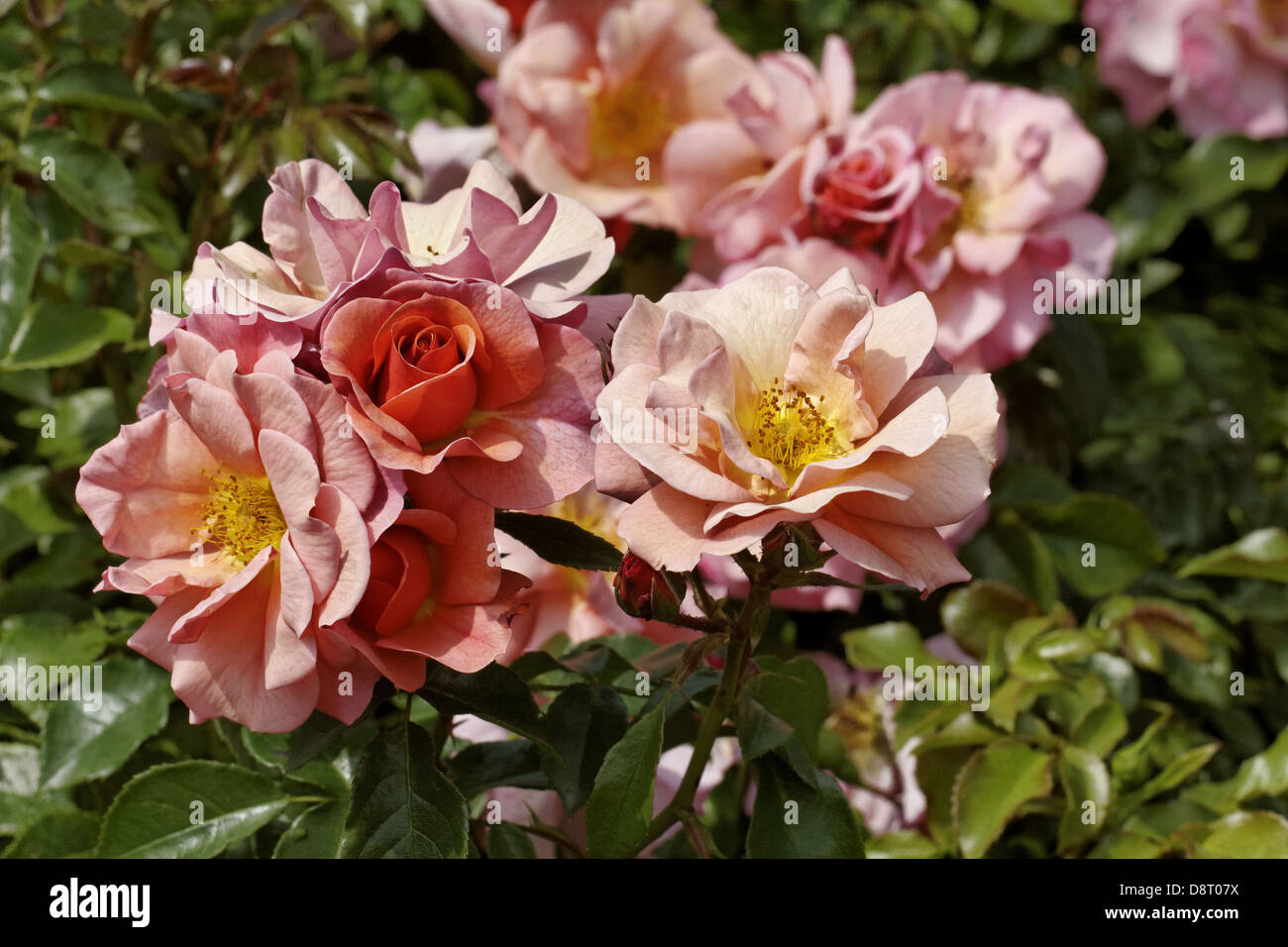 Rosa Aprikola, Floribunda rose Stock Photo - Alamy