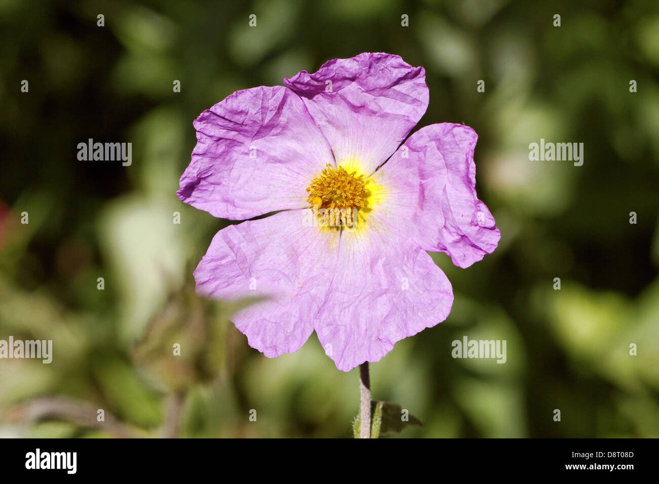 Cistus salvifolius, Sageleaved Rock Rose Stock Photo Alamy