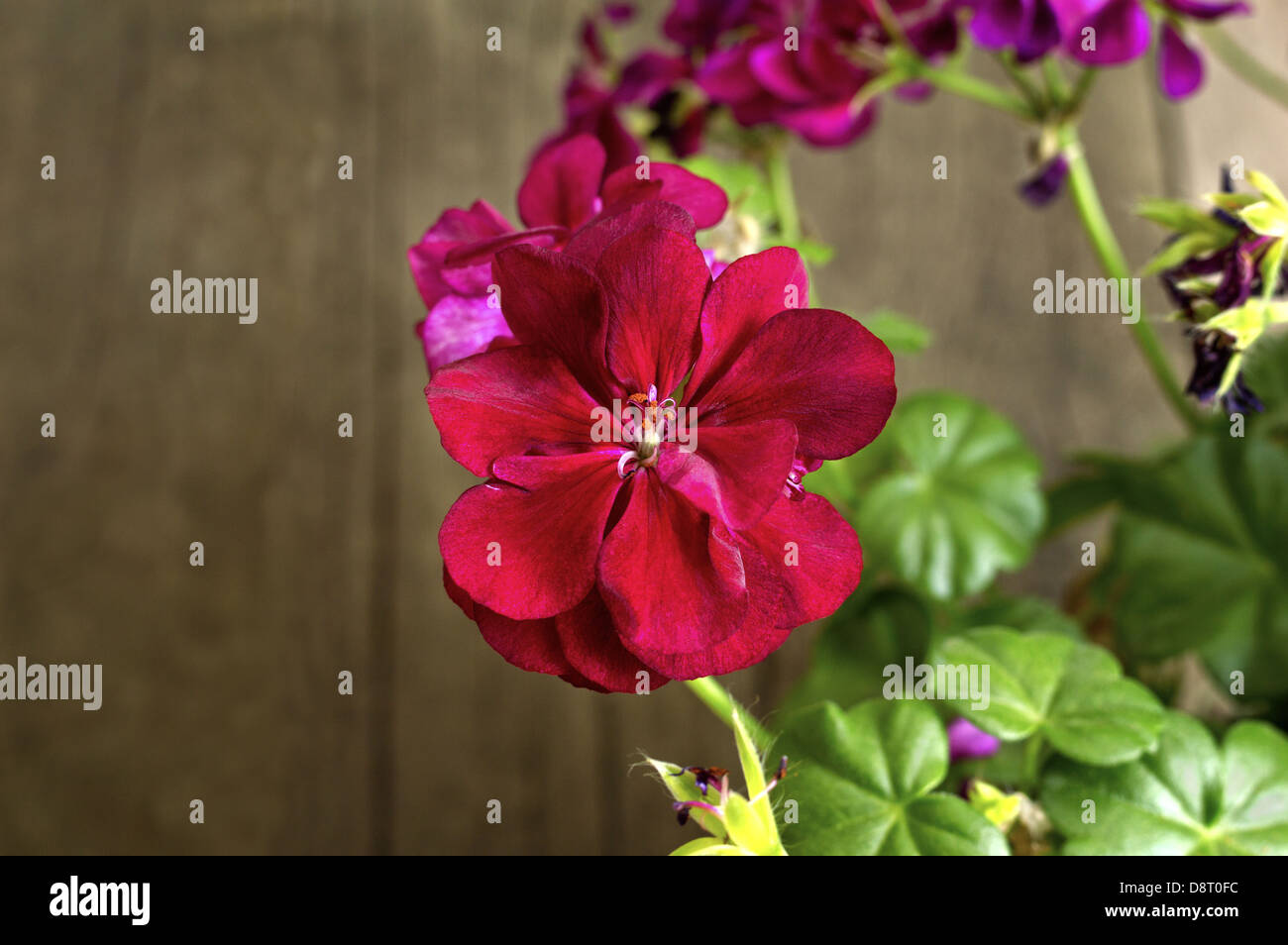 Red geranium flowers in bloom. Shallow depth of field. Stock Photo