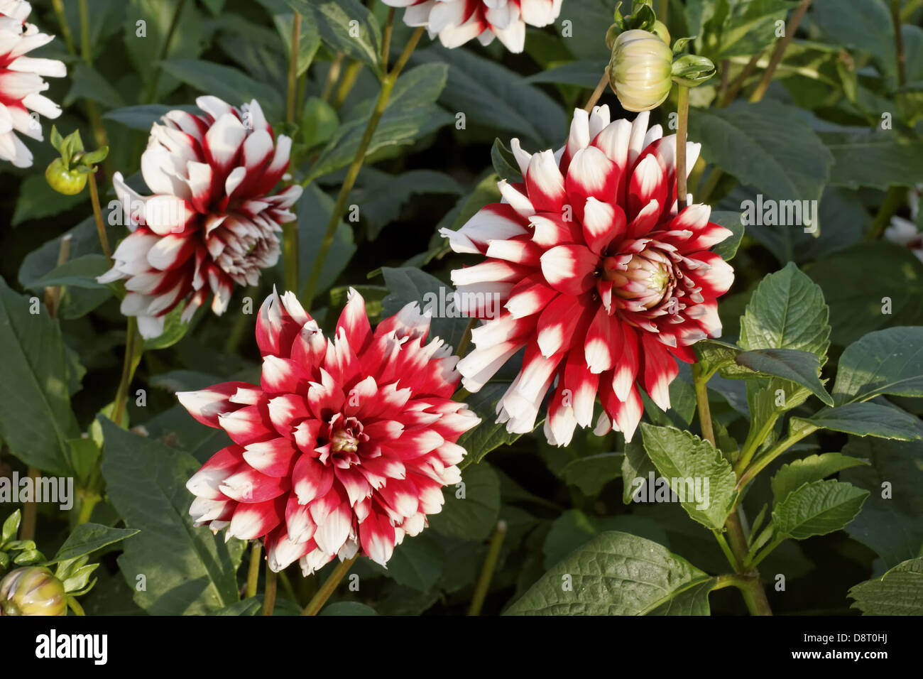 Dinnerplate dahlia hires stock photography and images Alamy