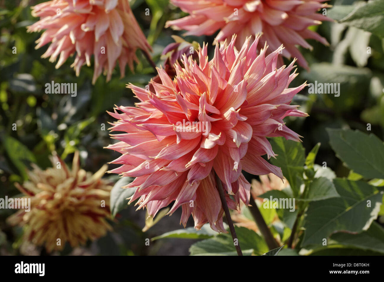 Dahlia omega hi-res stock photography and images - Alamy