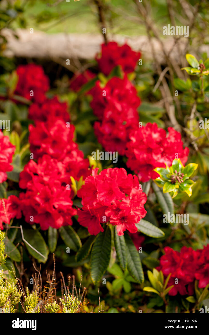 Beautiful blossom cardinal red rhododendron flowers in a Brittany ...