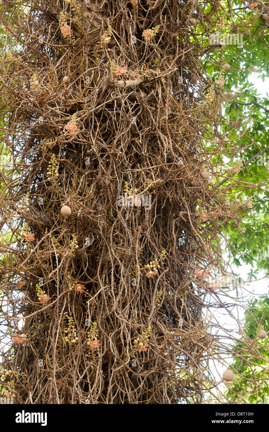Cannonball tree and fruit in Foster Botanical Garden, Honolulu, Hawaii, USA Stock Photo Alamy