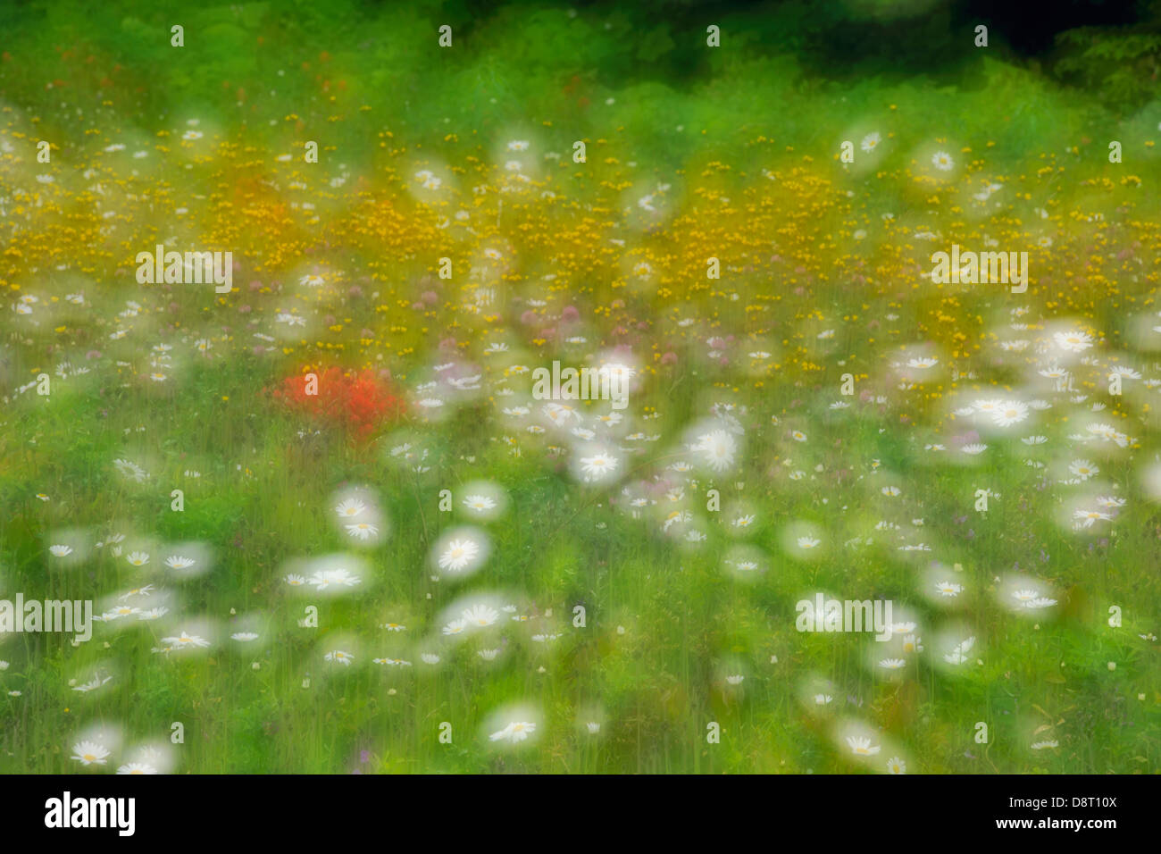 Summer wildflowers Multiple exposure Glacier National Park Montana USA ...