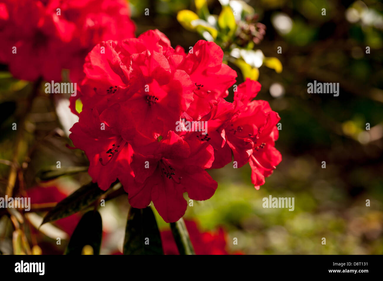 Beautiful blossom cardinal red rhododendron flowers in a Brittany garden at spring Stock Photo
