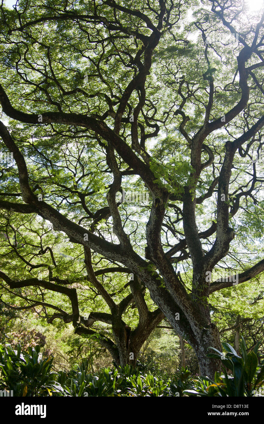 The twisted branches of a Monkeypod tree in Waimea Valley, Oahu, Hawaii, USA Stock Photo