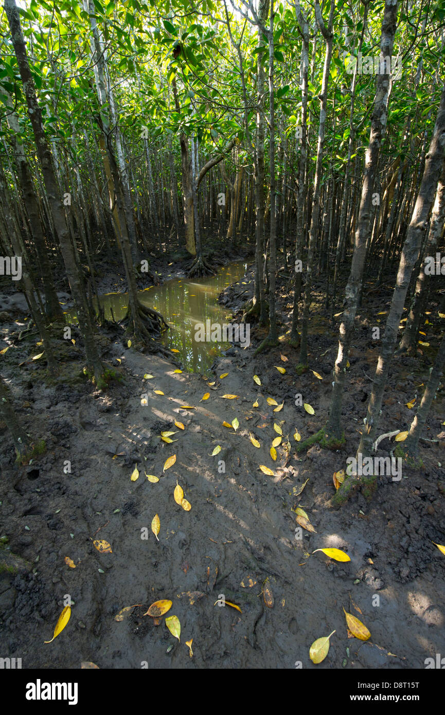Mangrove swamp, Umlalazi Nature Reserve, Mtunzini, South Africa Stock Photo