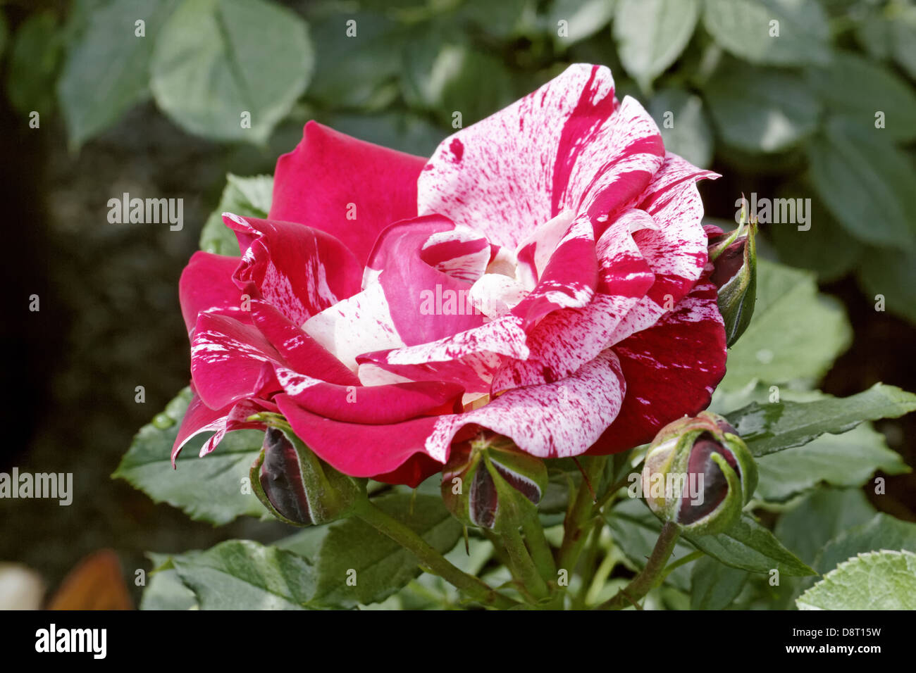 Rosa henri matisse hi-res stock photography and images - Alamy