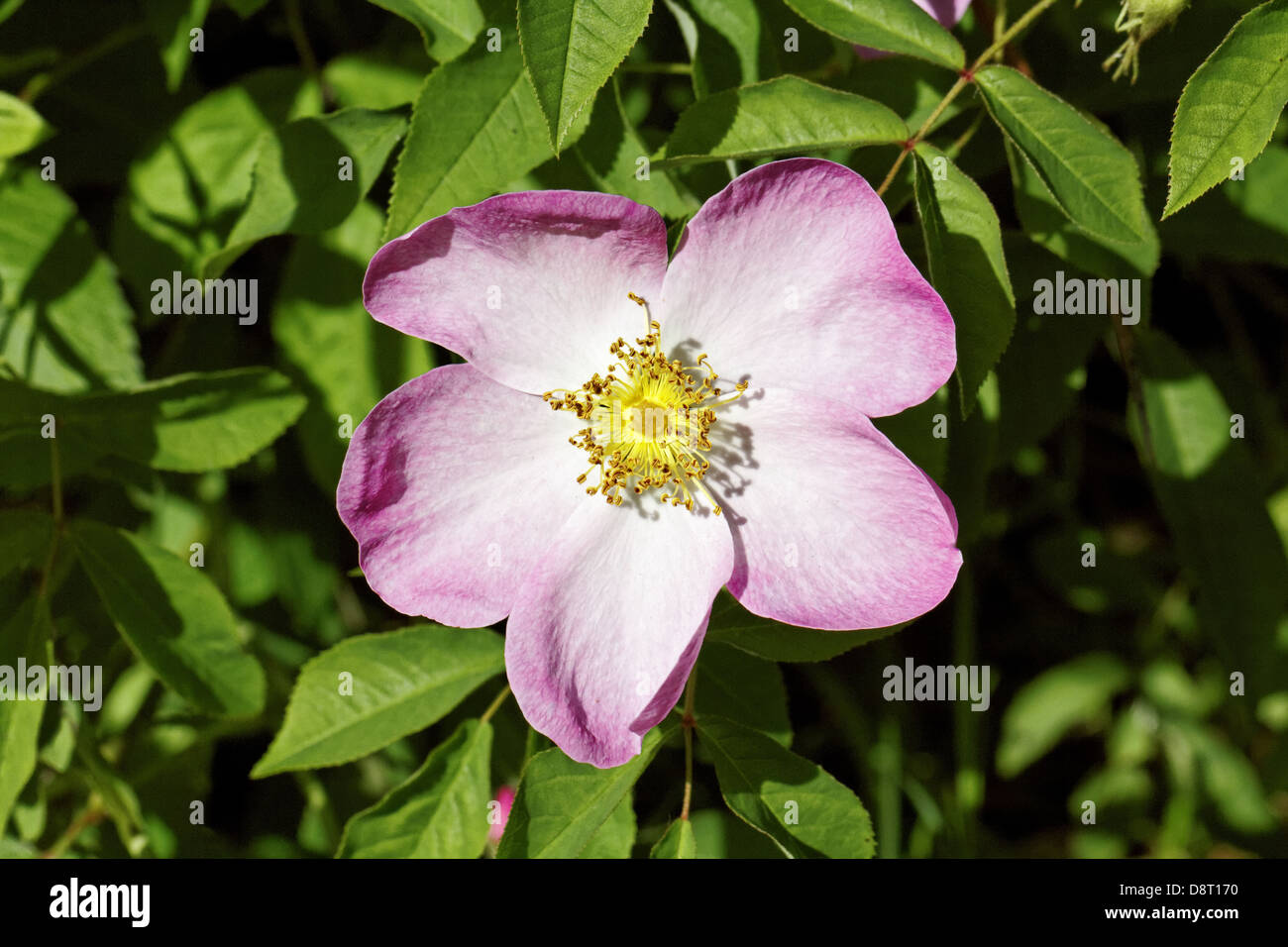 Rosa gallica, Gallic Rose, French Rose Stock Photo