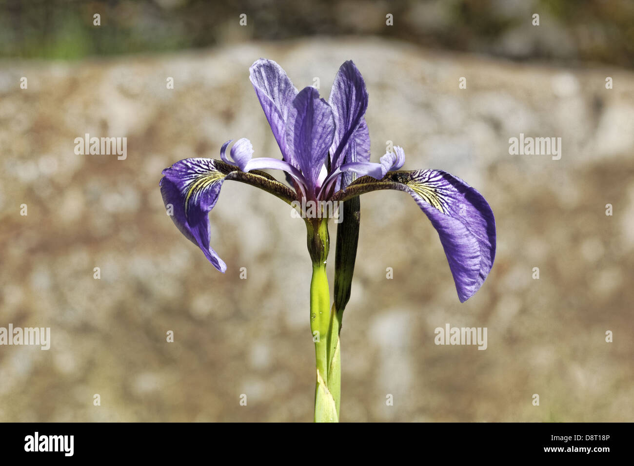 Iris sikkimensis, Lily Stock Photo
