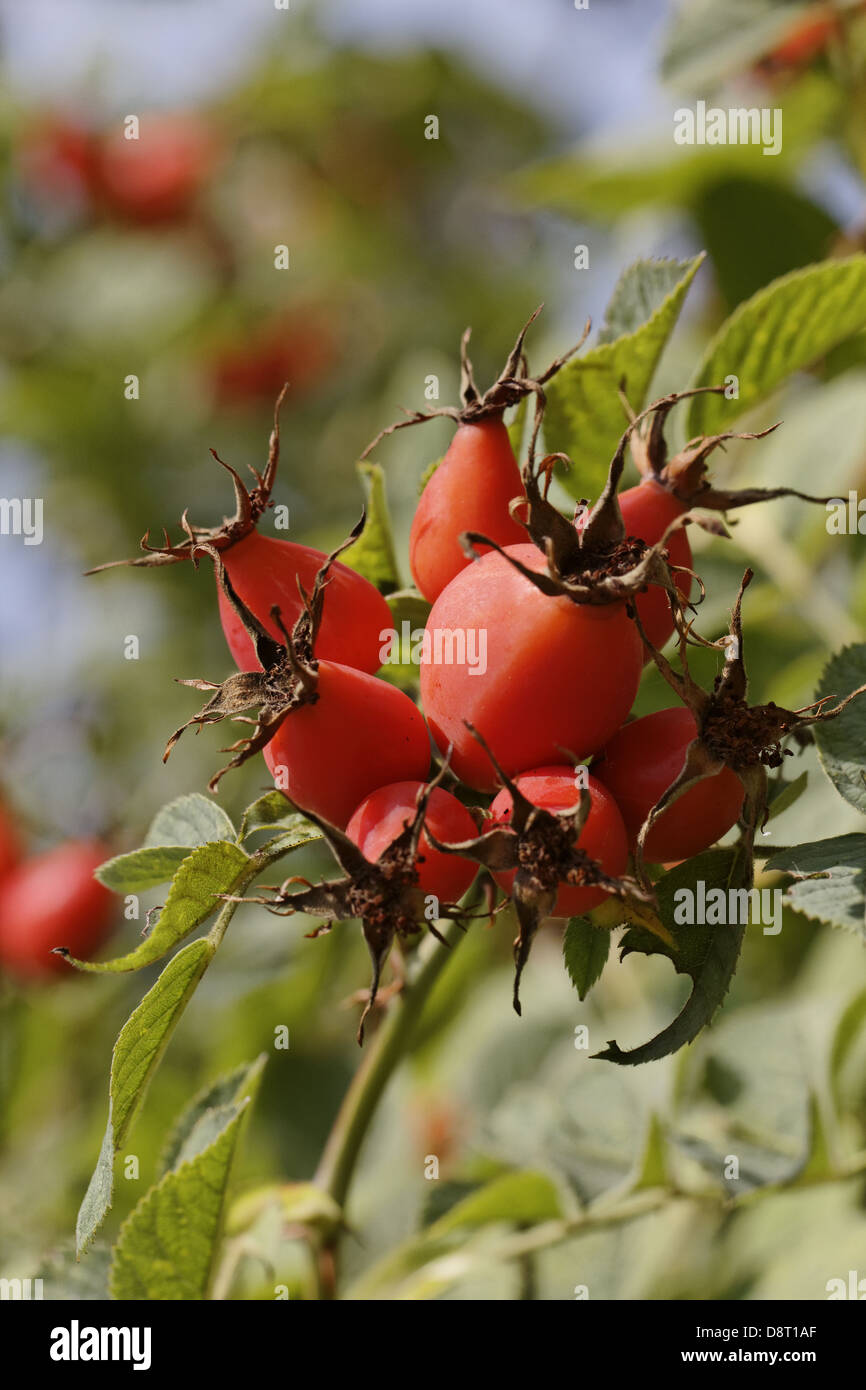 Rosa villosa, Apple rose, wild rose, haws Stock Photo - Alamy