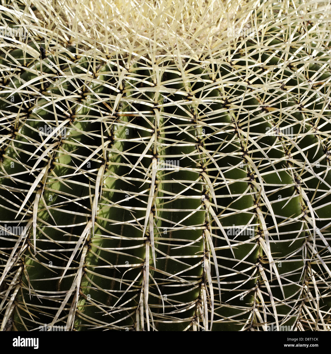 Echinocactus grusonii, Golden Barrel Cactus Stock Photo