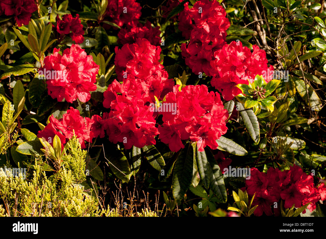 Beautiful blossom cardinal red rhododendron flowers in a Brittany ...