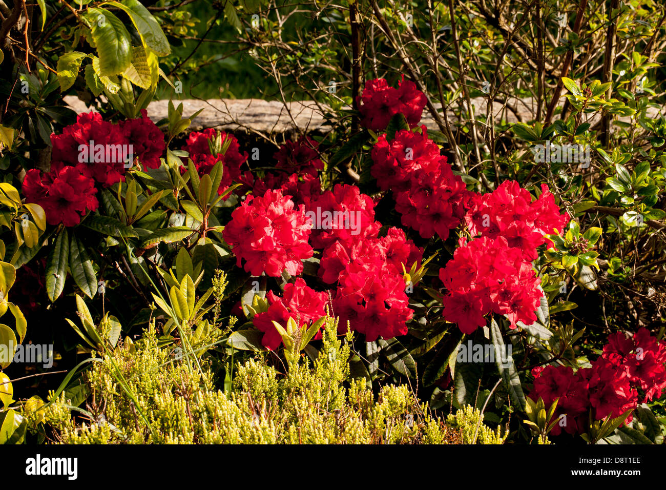 Beautiful blossom cardinal red rhododendron flowers in a Brittany ...