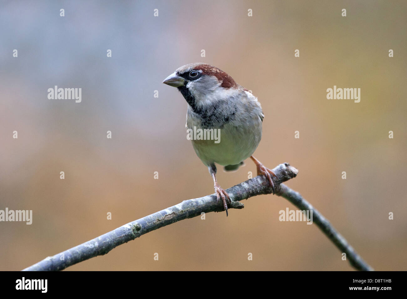 A black sparrow rests momentarily on a branch. Stock Photo