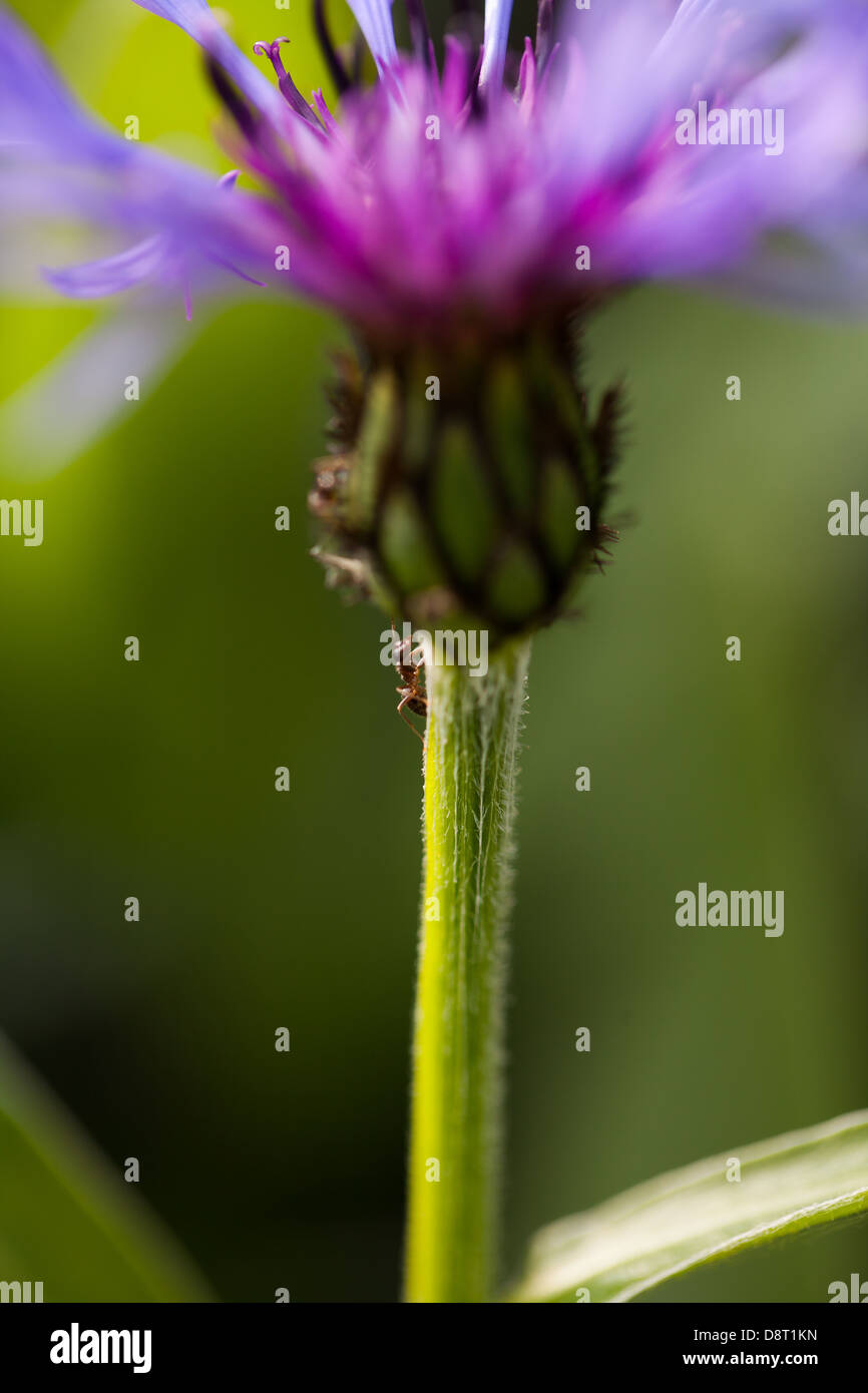 Close blue centaury flower in the a beautiful spring garden in Brittany ...