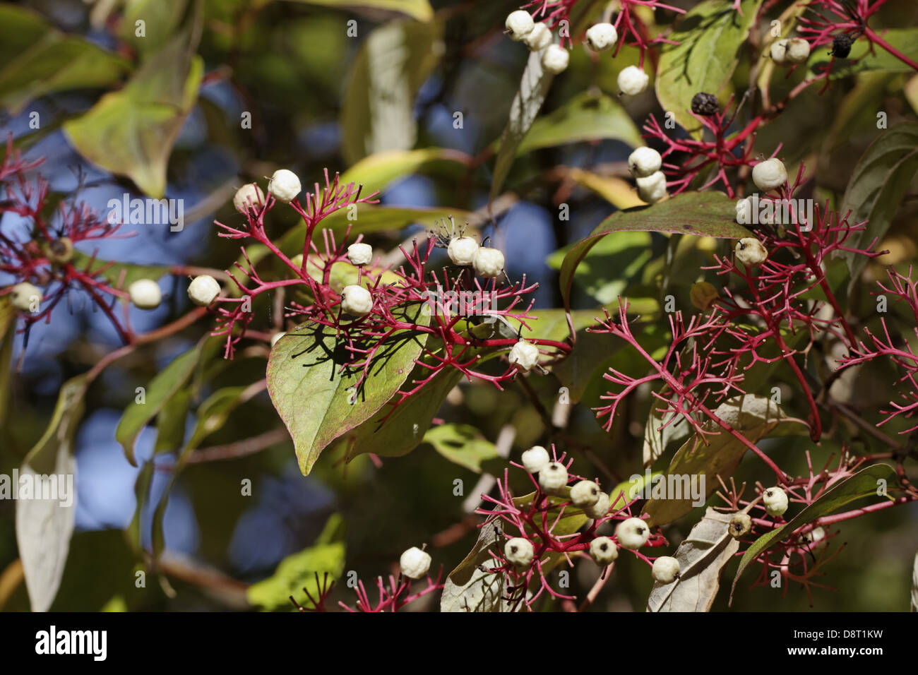 Cornus racemosa, Gray dogwood with berries Stock Photo