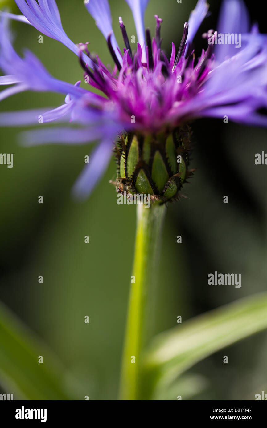 Close blue centaury flower in the a beautiful spring garden in Brittany ...