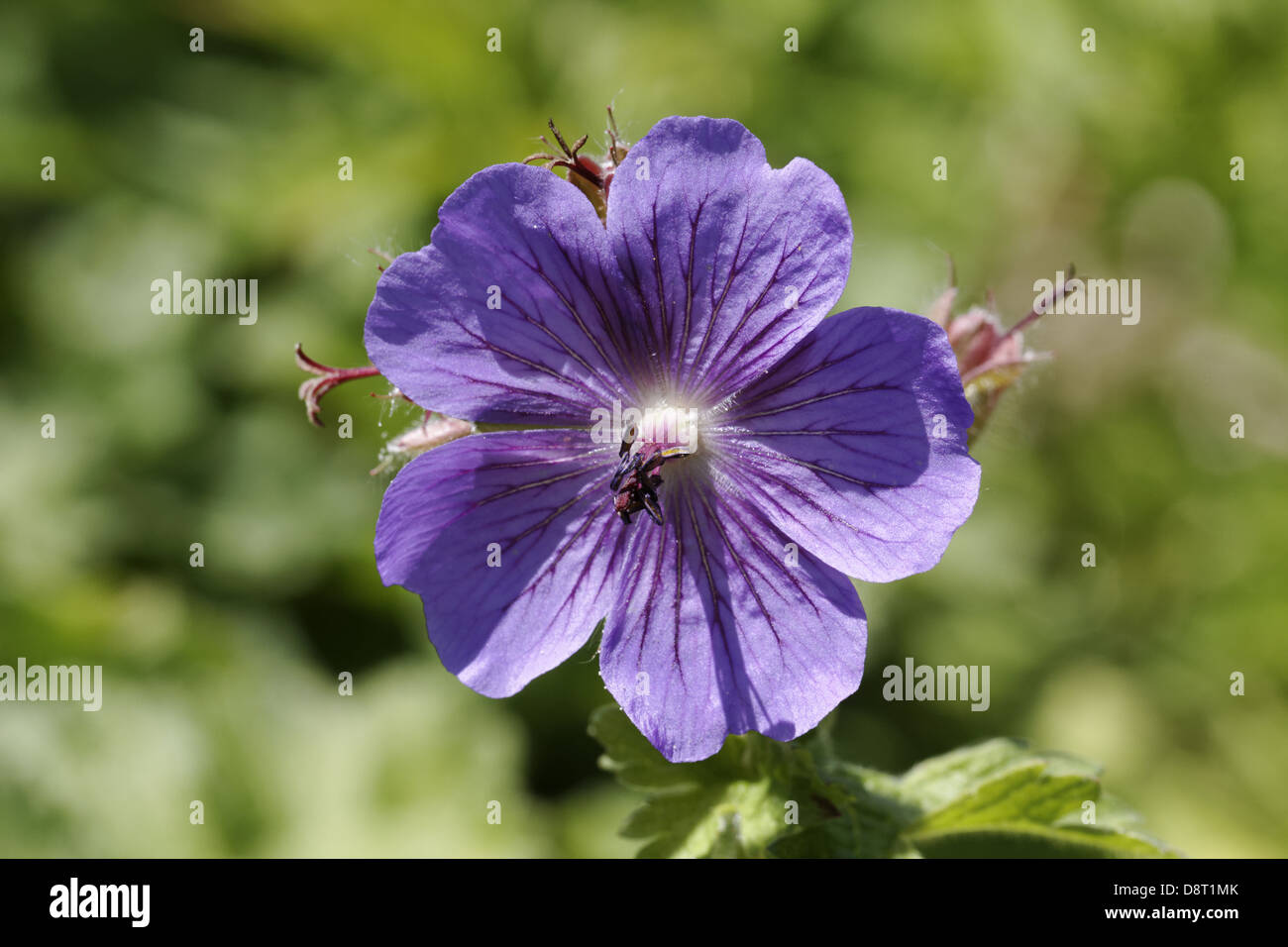 Geranium ibericum, Caucasus geranium Stock Photo