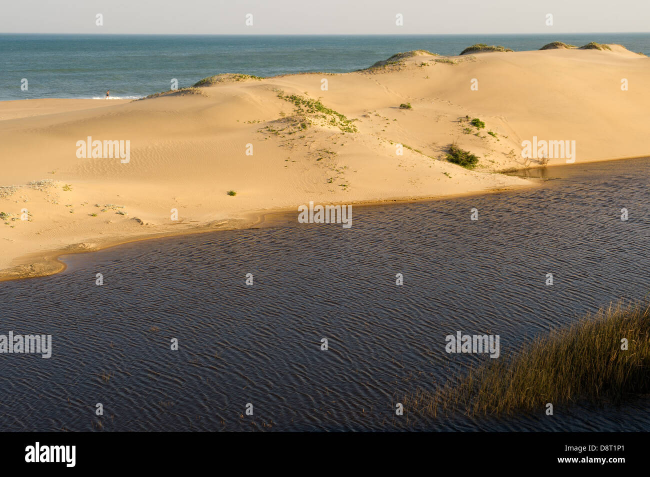 dune-umlalazi-nature-reserve-mtunzini-south-africa-stock-photo-alamy