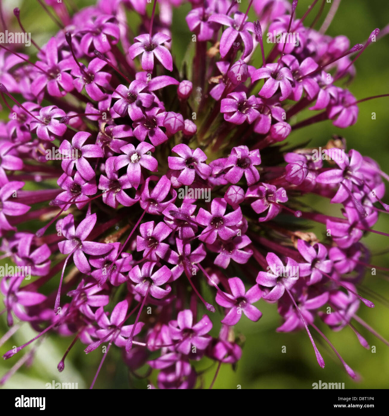 Phuopsis stylosa, Caucasian Crosswort Stock Photo