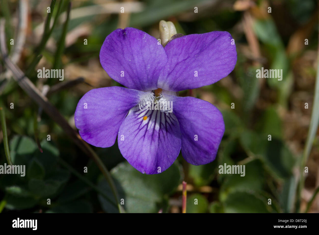 A common dog violet soaks up the sunshine by the side of the Camel trail Stock Photo