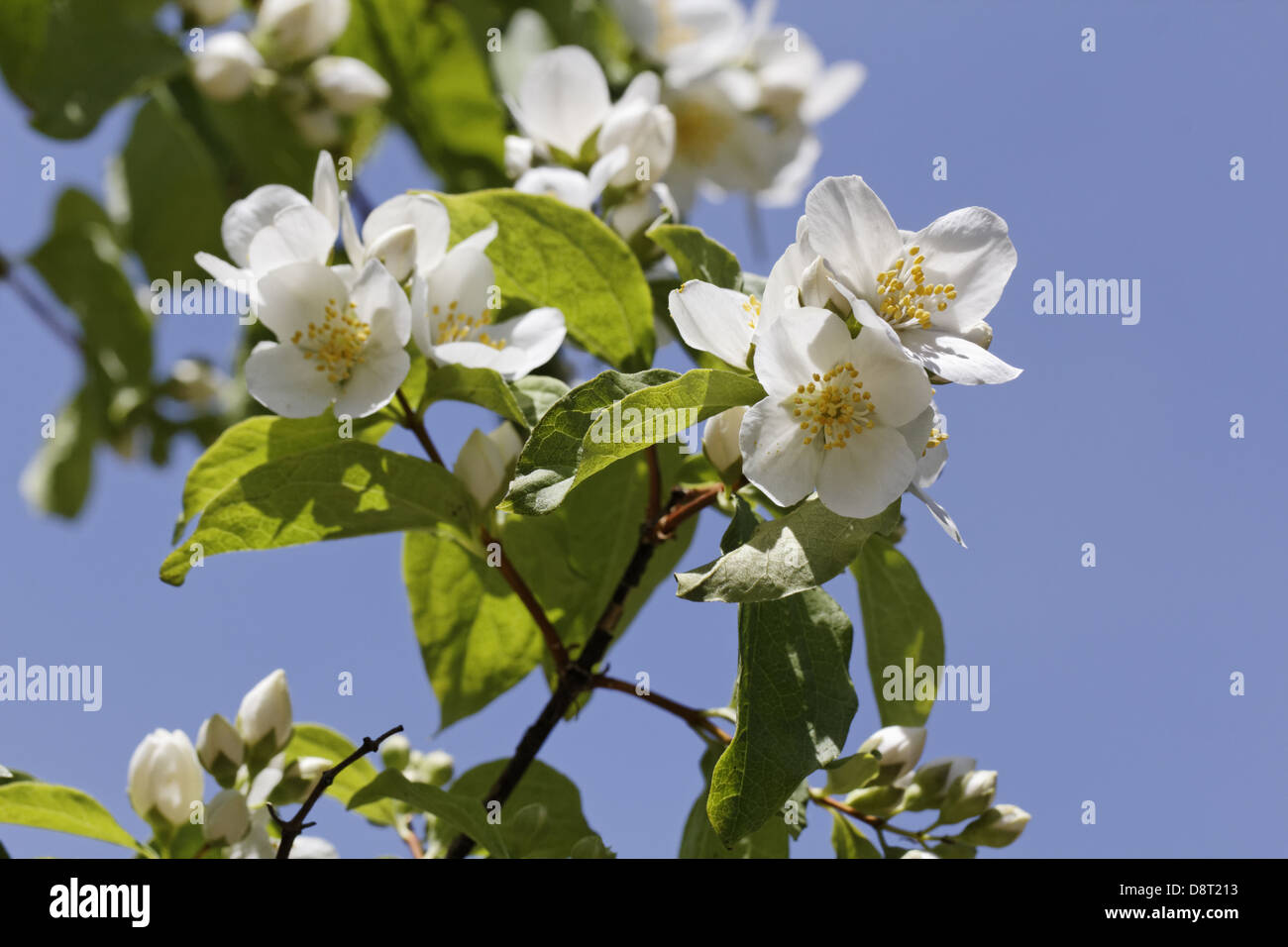 Philadelphus lewisii, Lewis Mock-orange Stock Photo