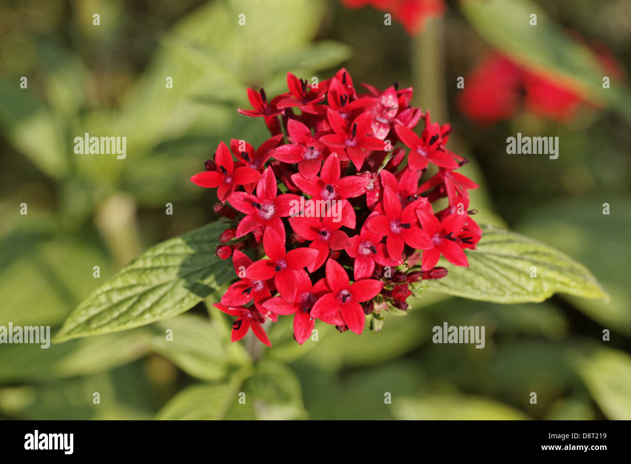 Pentas lanceolata, Starcluster, Star flower Stock Photo
