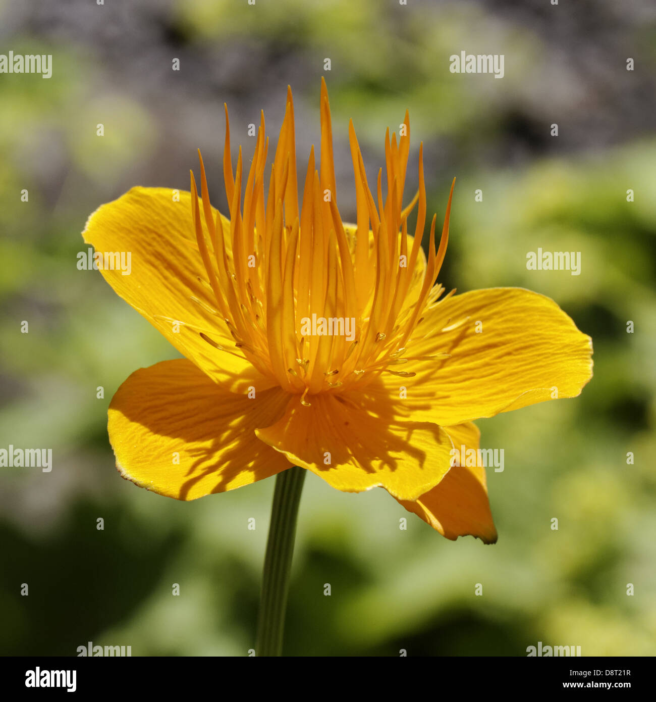 Trollius ledebourii, Globeflower, Globe flower Stock Photo