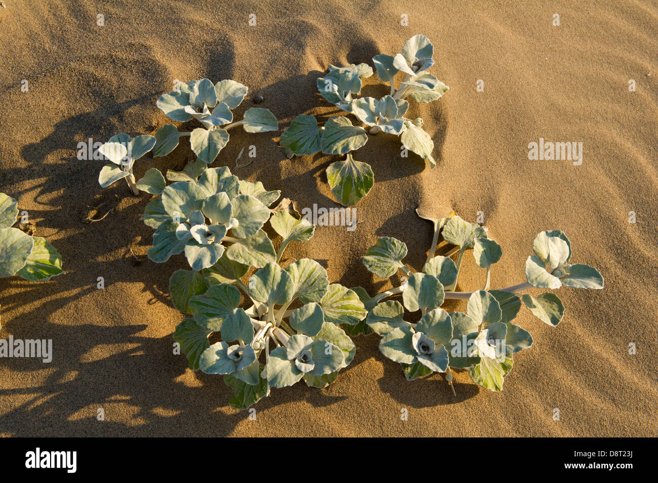Vegetation reserve hi-res stock photography and images - Alamy