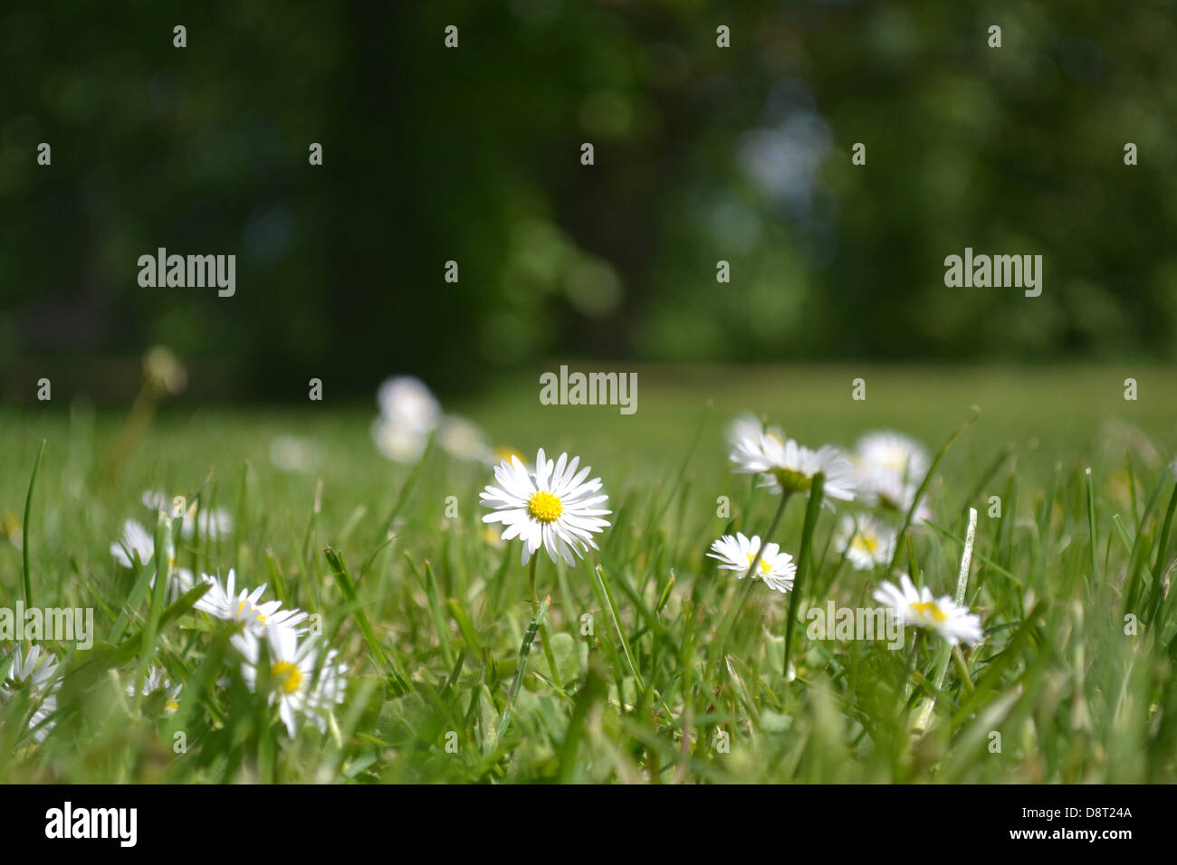 Daisies in Hyde Park, London Stock Photo
