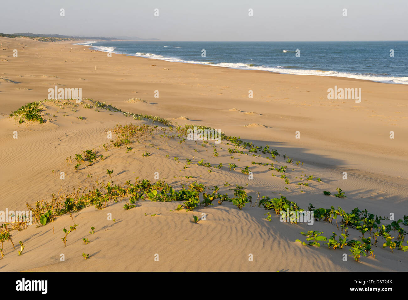 Dune, Umlalazi Nature Reserve, Mtunzini, South Africa Stock Photo Alamy