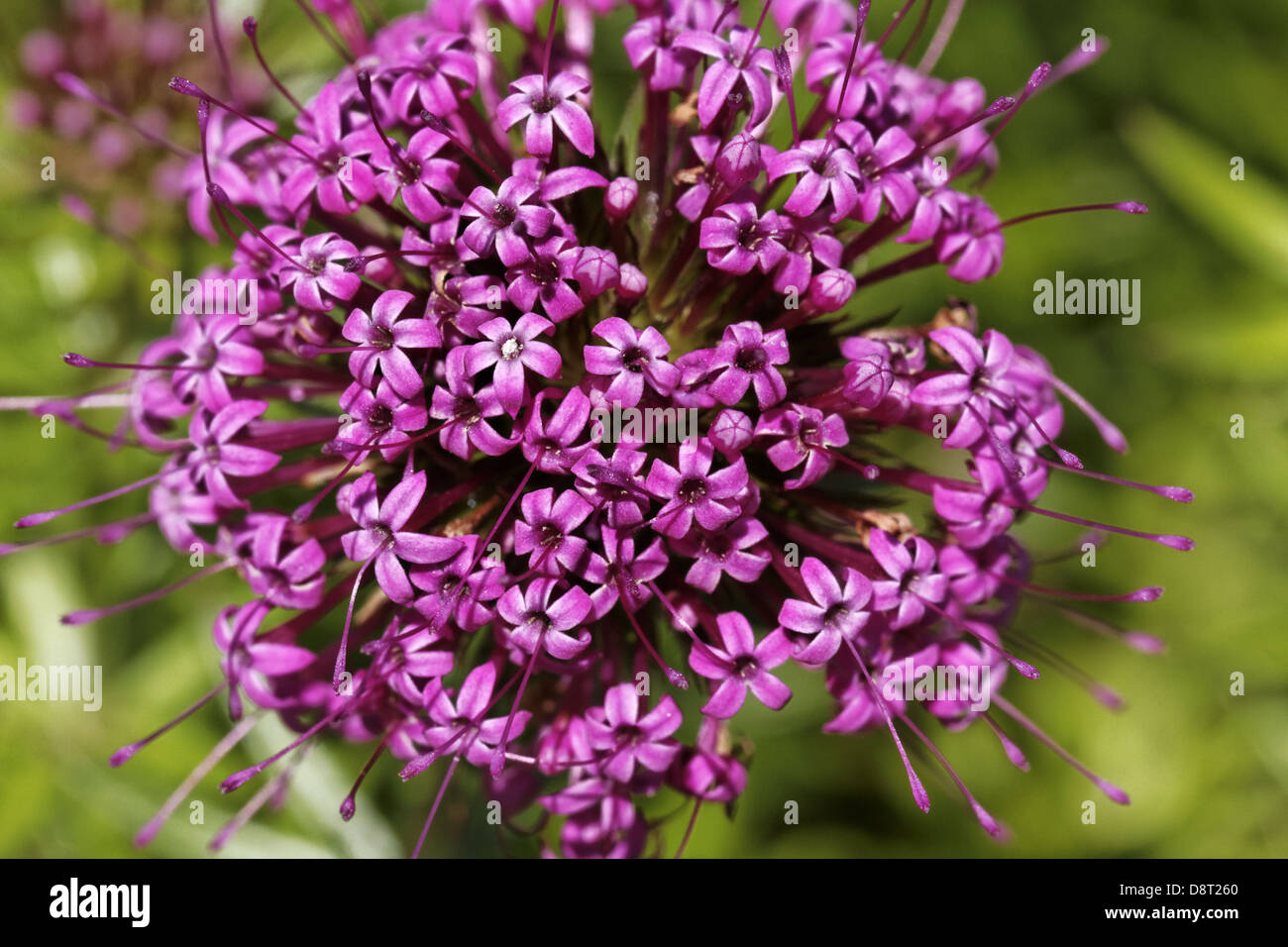 Phuopsis stylosa, Caucasian Crosswort Stock Photo