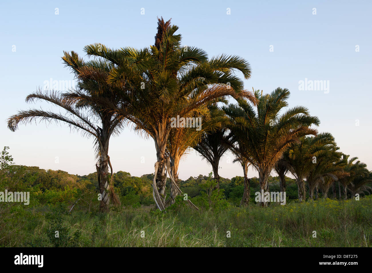 Raphia Palm Natural monument, Umlalazi Nature Reserve, Mtunzini, South Africa Stock Photo