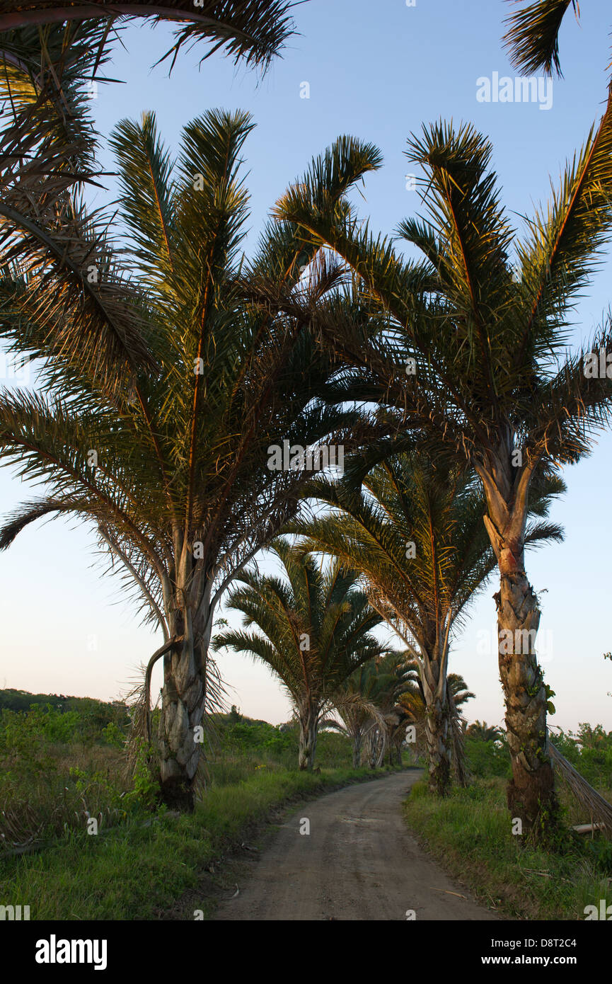 Raphia Palm Natural monument, Umlalazi Nature Reserve, Mtunzini, South Africa Stock Photo