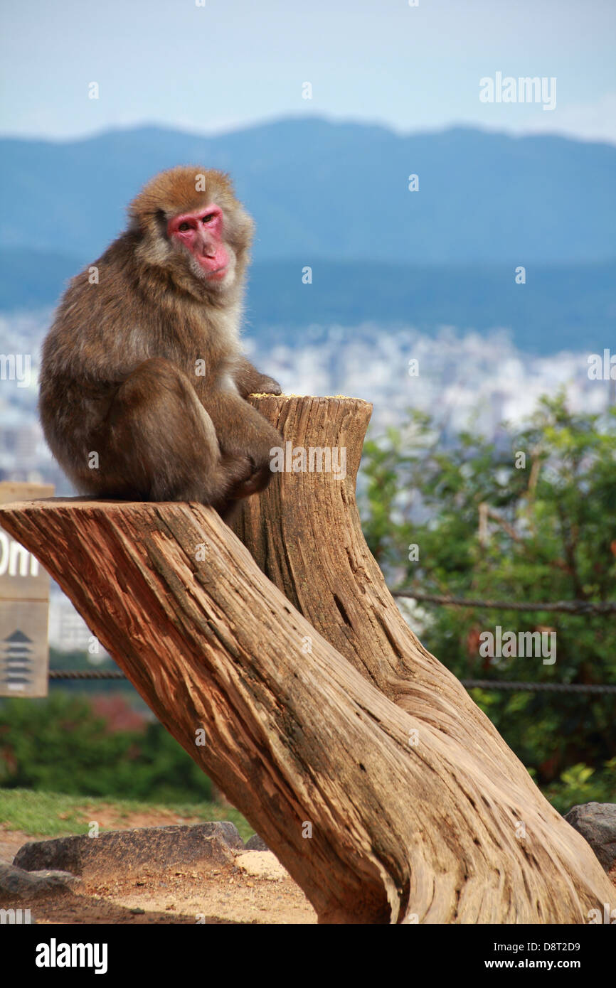 Stump monkey hi-res stock photography and images - Alamy