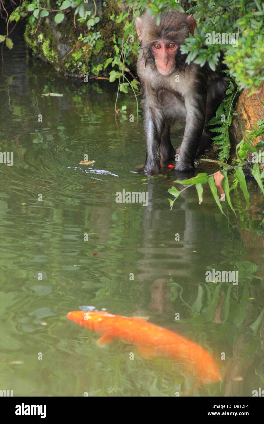 Monkey fishing hi-res stock photography and images - Alamy