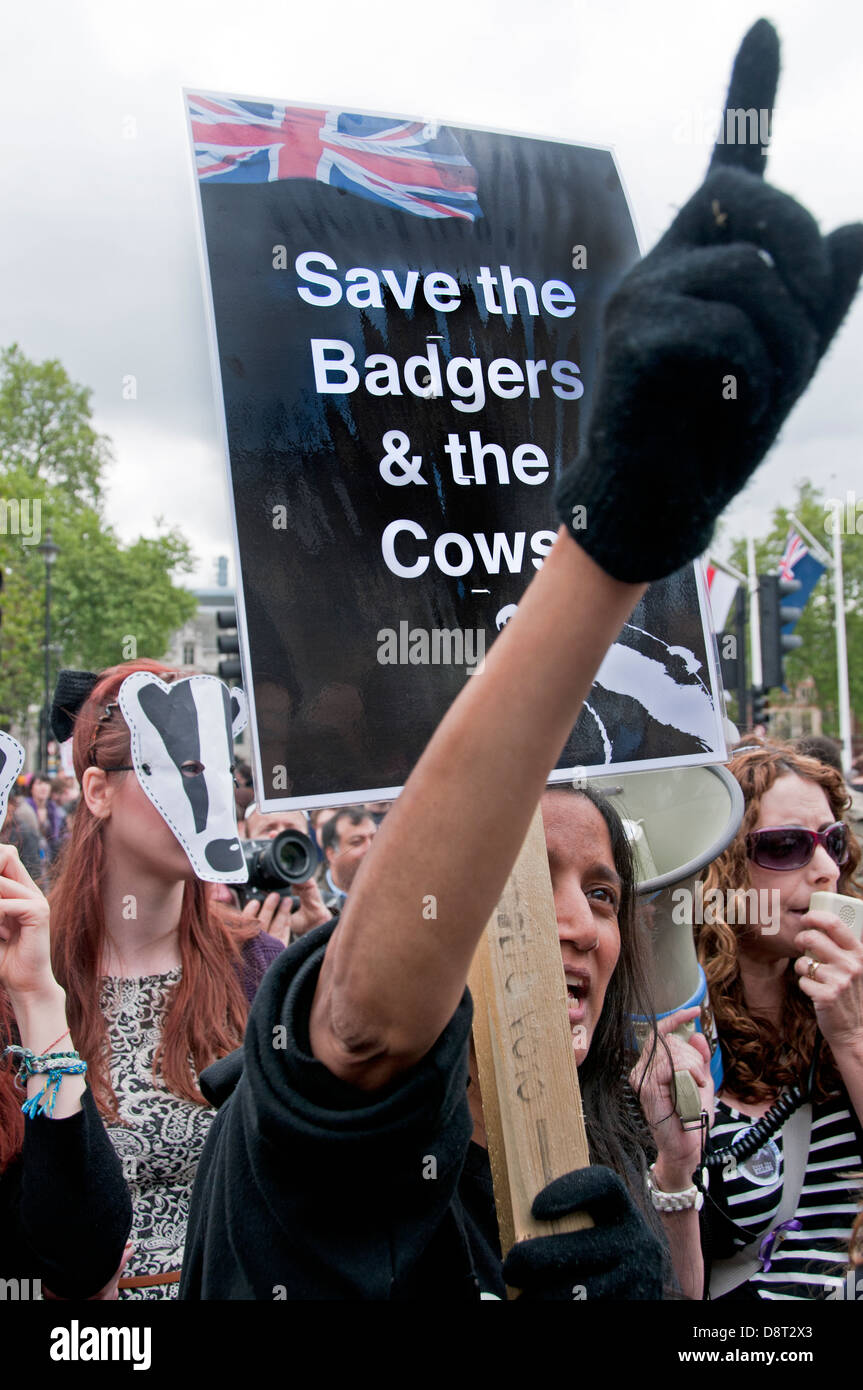 Save the Badgers from being culled protest through Central London Stock