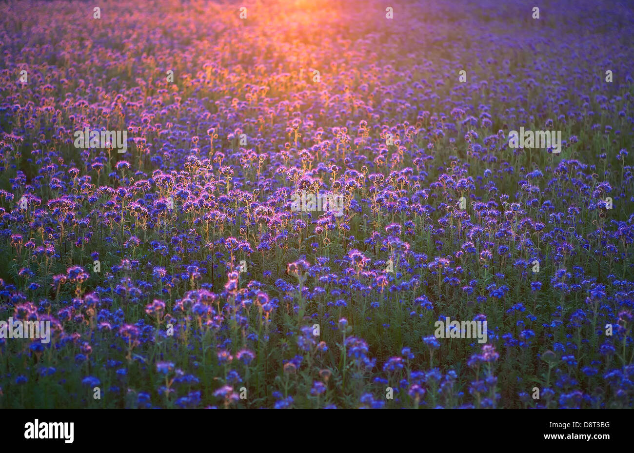 Purple meadow at sunset Stock Photo - Alamy